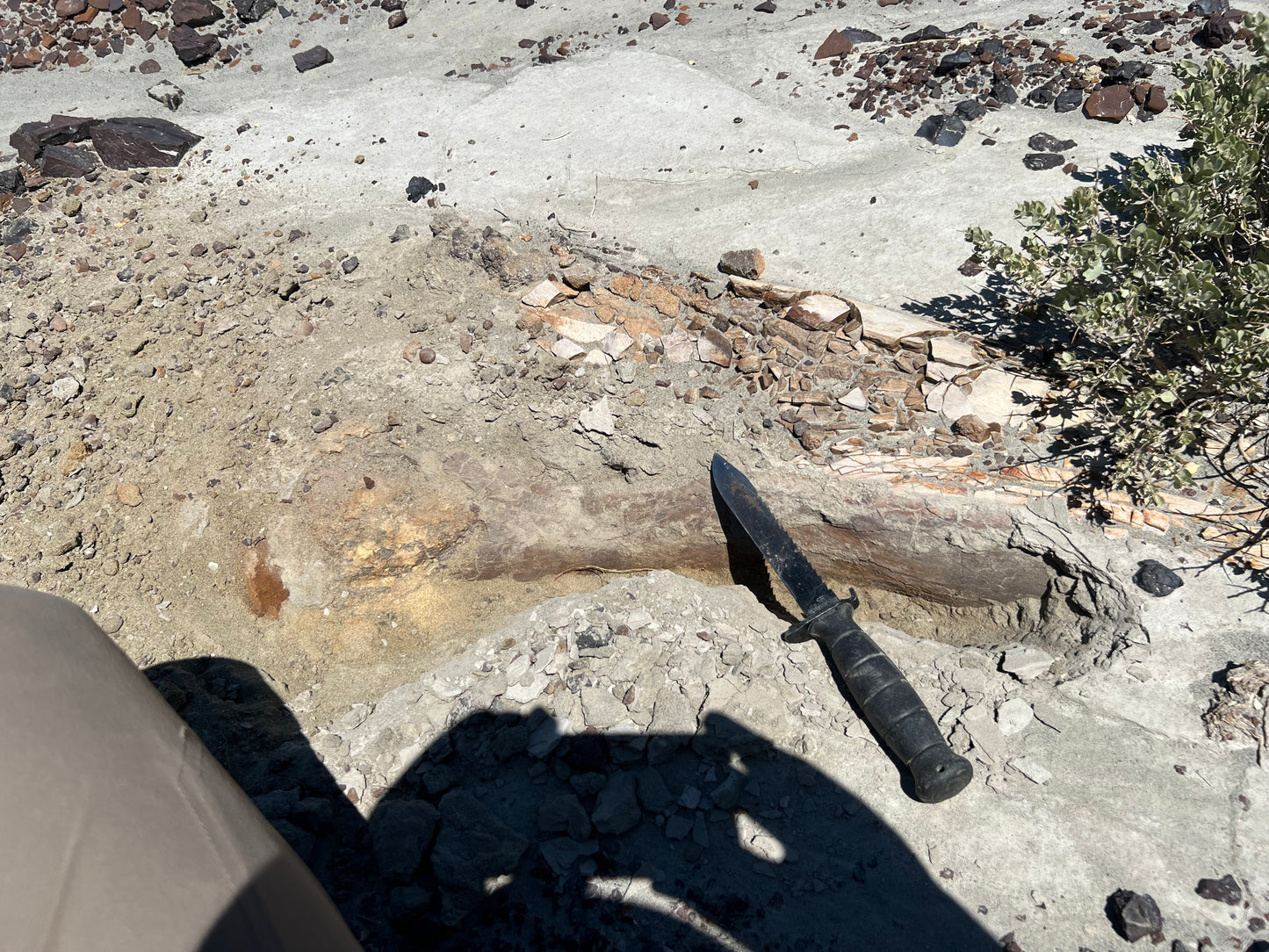 Dinosaur Bone Dice - D20