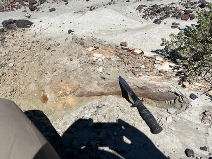 Dinosaur Bone Dice - D20