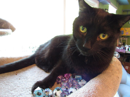 Cat Sharp Resin Dice Set